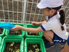 朝顔６日目！芽が出てきました❁早い！