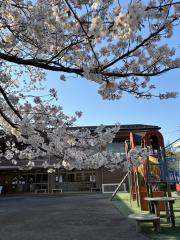 幼稚園の桜とっても綺麗ですね🌸ぜひお子様とお写真撮ってください📷