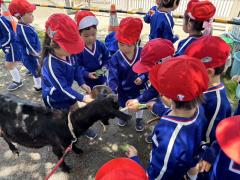 ⭐︎年少組⭐︎ヤギさんたくさん食べてくれました！！！🐐