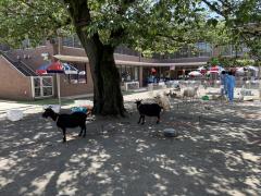 今日は動物村でした！！！たくさん動物さんきてくれました！🐐