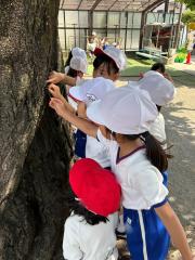 「木に蜜がある〜！」と大盛り上がり！誰がつけにきたのかな？💭