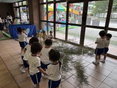 年少組、笹に飾り付けしました！幼稚園に飾ってますのでぜひご覧ください^_^